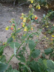 Hermannia scordifolia