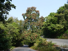 Terminalia paniculata