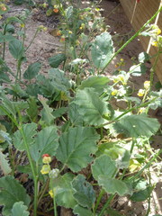 Hermannia scordifolia