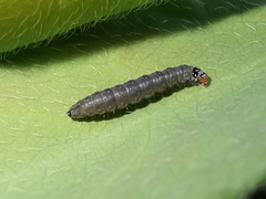 Cnephasia incertana