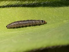 Cnephasia incertana