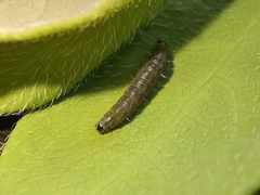 Cnephasia incertana