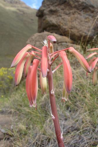 Aristaloe aristata image