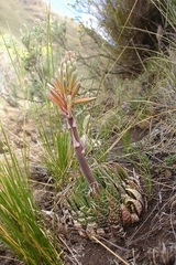 Aristaloe aristata image