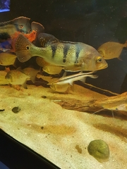 Cichlinae