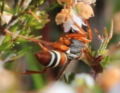 Polistes marginalis