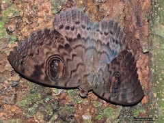 Erebus walkeri