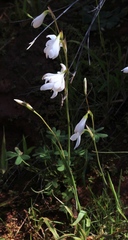 Hesperantha bachmannii
