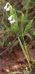Hesperantha bachmannii