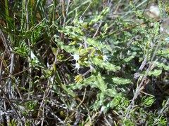 Aspidoglossum heterophyllum