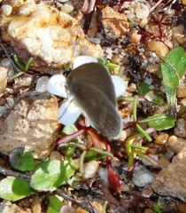 Eicochrysops messapus messapus