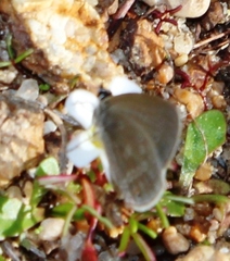 Eicochrysops messapus messapus