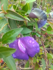 Centrosema brasilianum