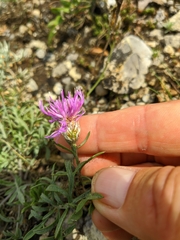 Centaurea sterilis