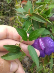 Centrosema brasilianum