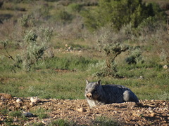 Lasiorhinus latifrons