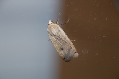 Noctua pronuba