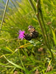 Centaurea scabiosa alpestris