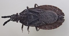 Aradus niger