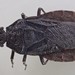 Aradus niger - Photo (c) Eric Knopf, some rights reserved (CC BY-NC), uploaded by Eric Knopf