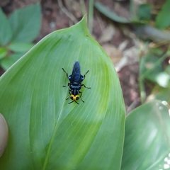 Cyphomyia leucocephala