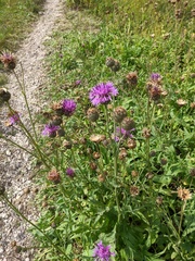 Centaurea scabiosa alpestris