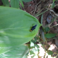 Cyphomyia leucocephala