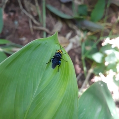 Cyphomyia leucocephala