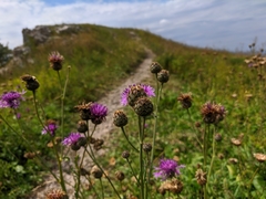 Centaurea scabiosa alpestris