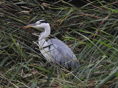 Ardea cinerea