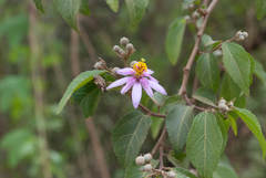 Grewia occidentalis occidentalis