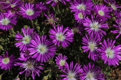 Drosanthemum oculatum