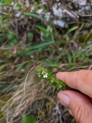 Euphrasia taurica