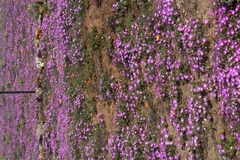 Drosanthemum oculatum