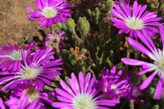 Drosanthemum oculatum