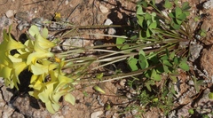 Oxalis copiosa
