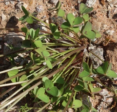 Oxalis copiosa