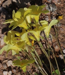 Oxalis copiosa