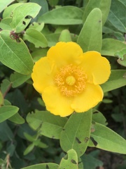 Hypericum
