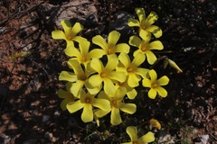 Oxalis copiosa