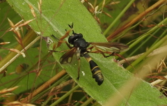 Physocephala rufipes
