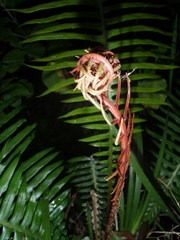 Blechnum attenuatum
