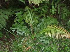Blechnum attenuatum