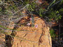 Indigofera mauritanica