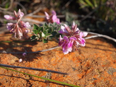 Indigofera mauritanica