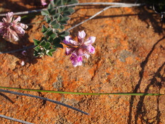 Indigofera mauritanica