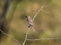 Sporophila albogularis