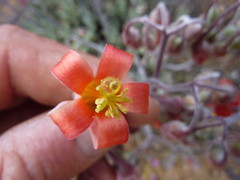 Cotyledon orbiculata orbiculata