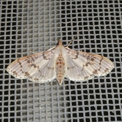 Azochis trichotarsalis