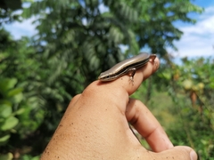 Marisora lineola